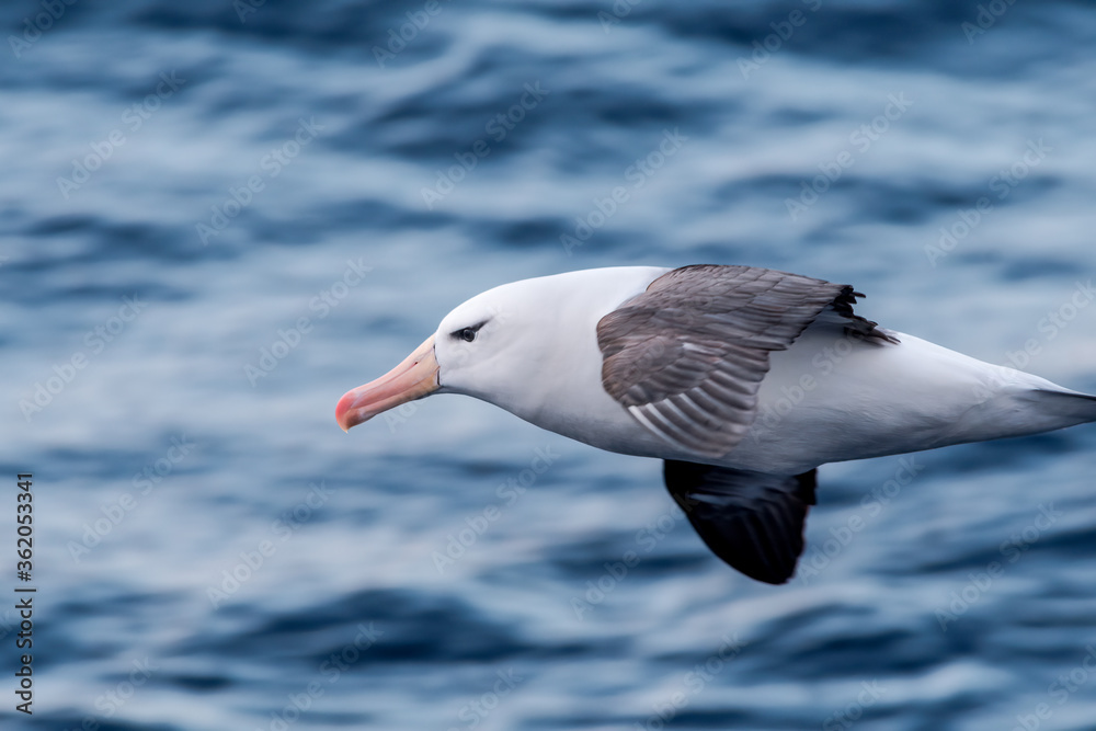 Black-browed Albatross (Thalassarche melanophris) in South Atlantic Ocean, Southern Ocean, Antarctica