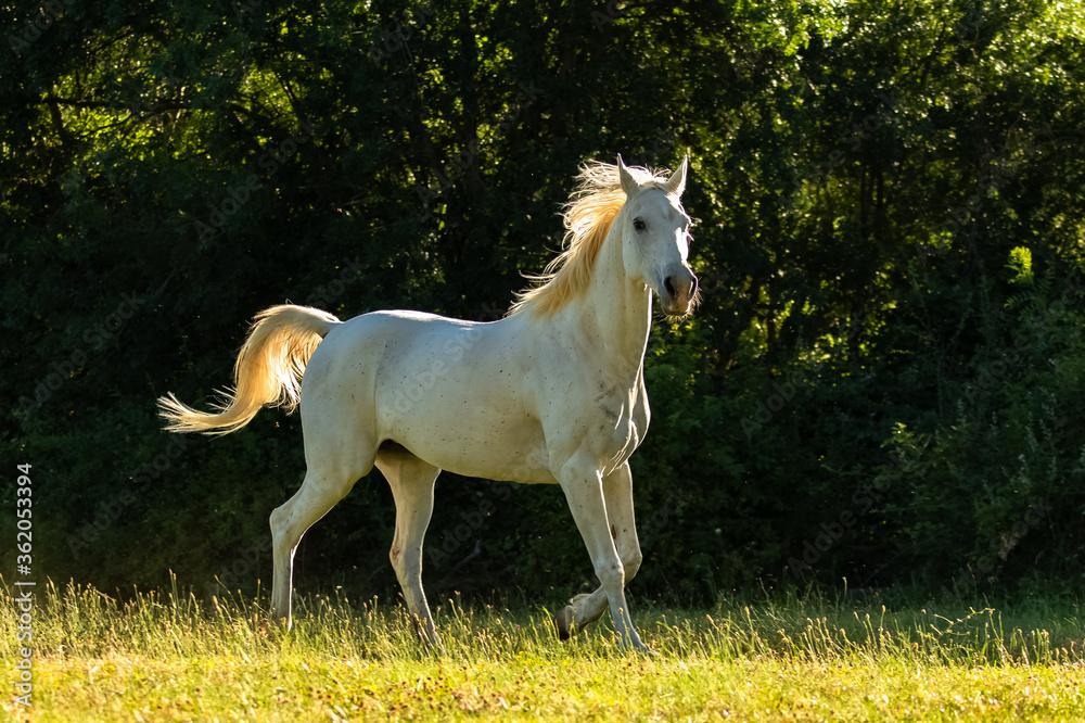 White horse, purebred running in a field
