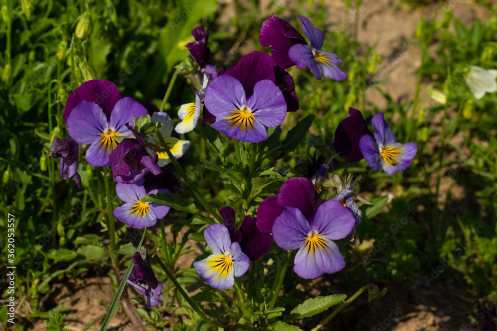 purple pansy flowers in the garden