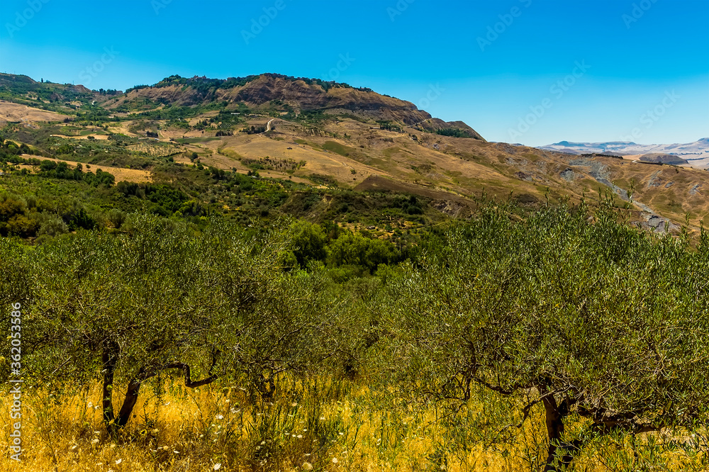 Naklejka premium A view towards the hilltop settlement of Polizzi Generosa in the Madonie Mountains, Sicily beyond an Olive grove in summer
