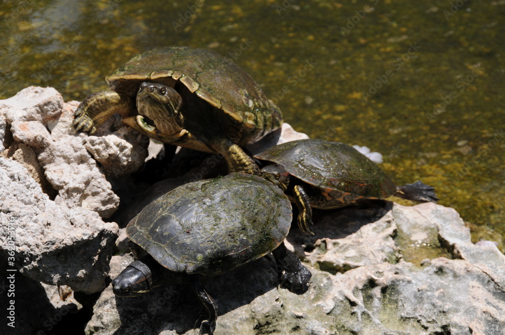 Obraz premium turtles in the sun