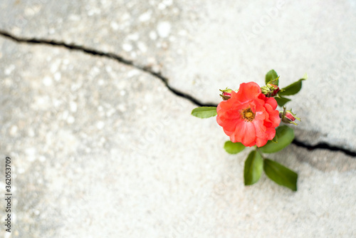 Fototapeta Naklejka Na Ścianę i Meble -  Rose flower growing from crack in the rod, hope and new growth in the middle of crisis, new life new hope