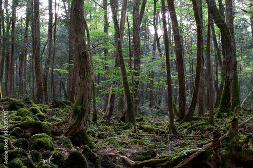 Fototapeta Naklejka Na Ścianę i Meble -  aokigahara suicide forest in japan