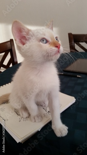 cute little white kitten named Haru 