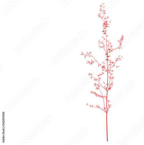 Vector stock illustration of pampas grass. Cream branch of dry grass. Panicle Cortaderia selloana South America, feather flower head plumesstep. Space for text. Template for a wedding card.