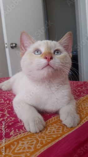 cute little white kitten named Haru  photo