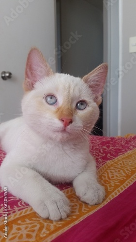 cute little white kitten named Haru  photo