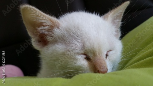 cute little white kitten named Haru  photo