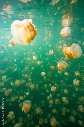 jellyfish lake in palau island