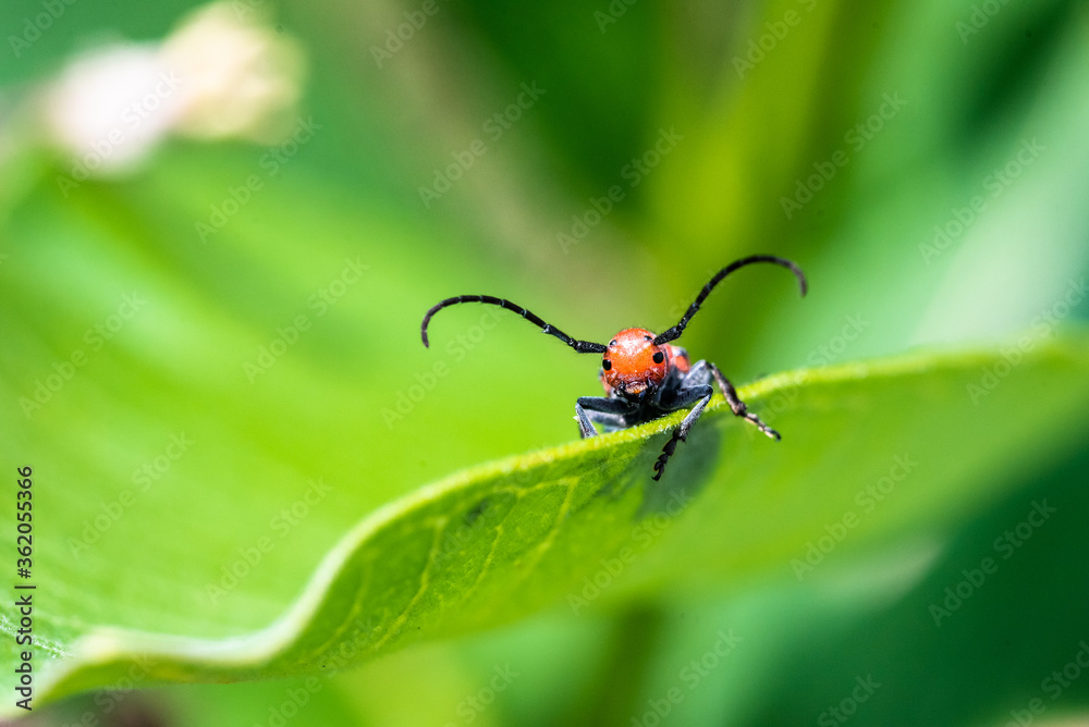 Beetle on Leaf Beetle on Leaf