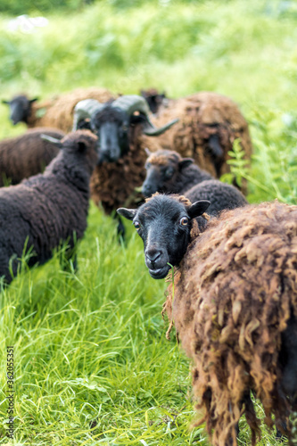 Moutons noirs en train de paitre dans un pré de hautes herbes vertes (Normandie, France) photo