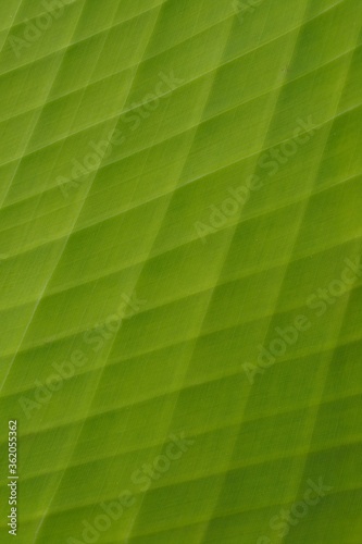 Banana leaf background double exposure