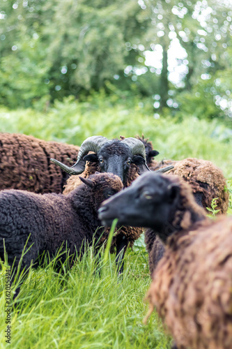 Moutons noirs en train de paitre dans un pré de hautes herbes vertes (Normandie, France) photo