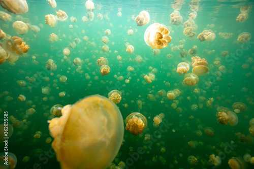 jellyfish lake in palau