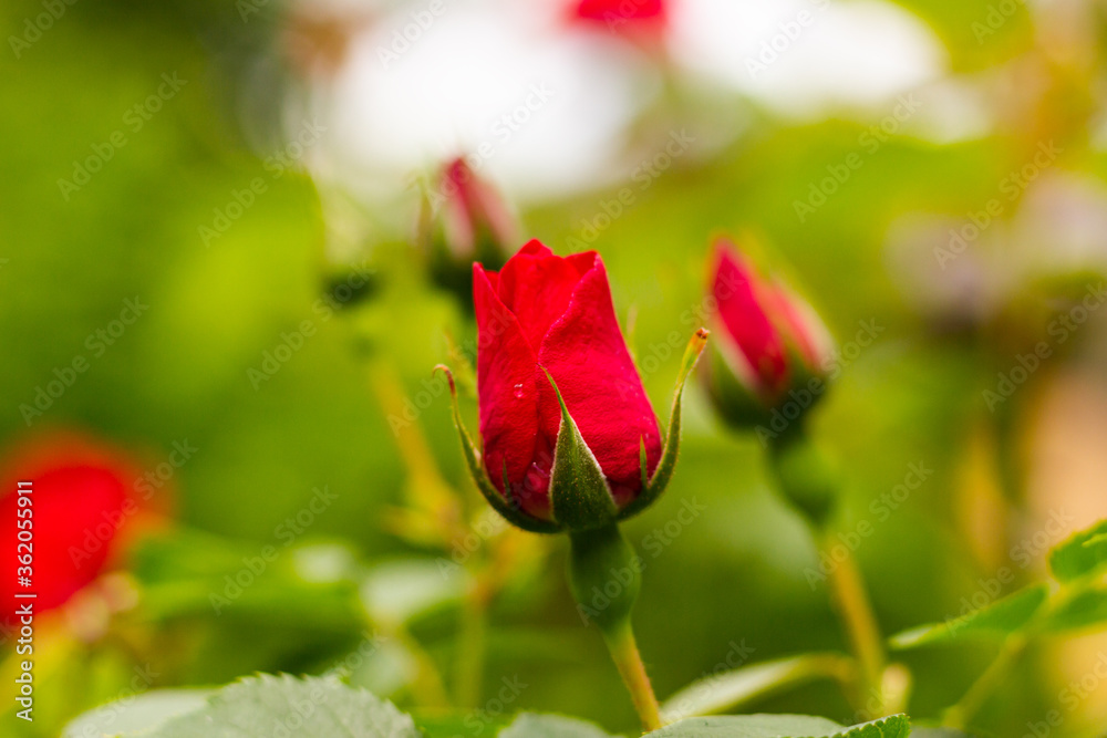 red rose bud on a background of greenery
red rose bud on a background of greenery