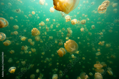 jellyfish  lake in palau