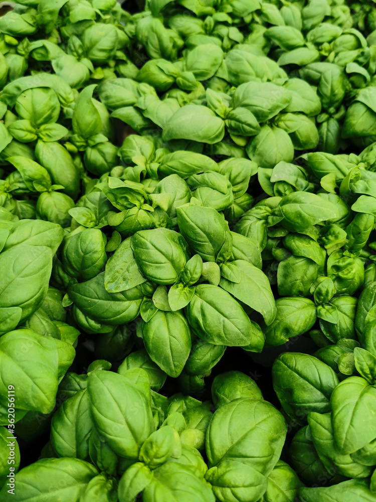 extensively grown green basil extensively grown green basil