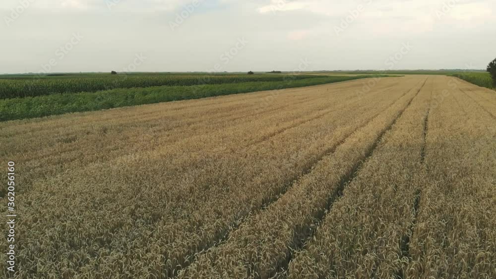 Wheat agriculture field aerial drone view Wheat agriculture field aerial drone view