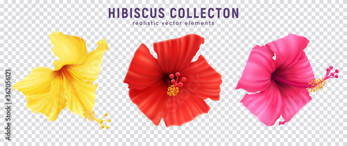 Hibiscus Flowers Transparent Set