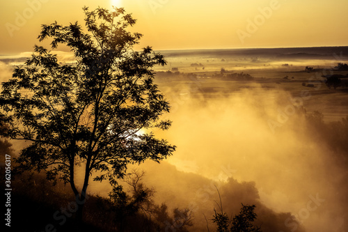 Blackout tree on background of misty field in morning sunshine