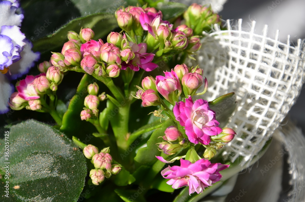 Kalanchoe blossfeldiana - Flammendes Käthchen - Madagaskarglöckchen ...