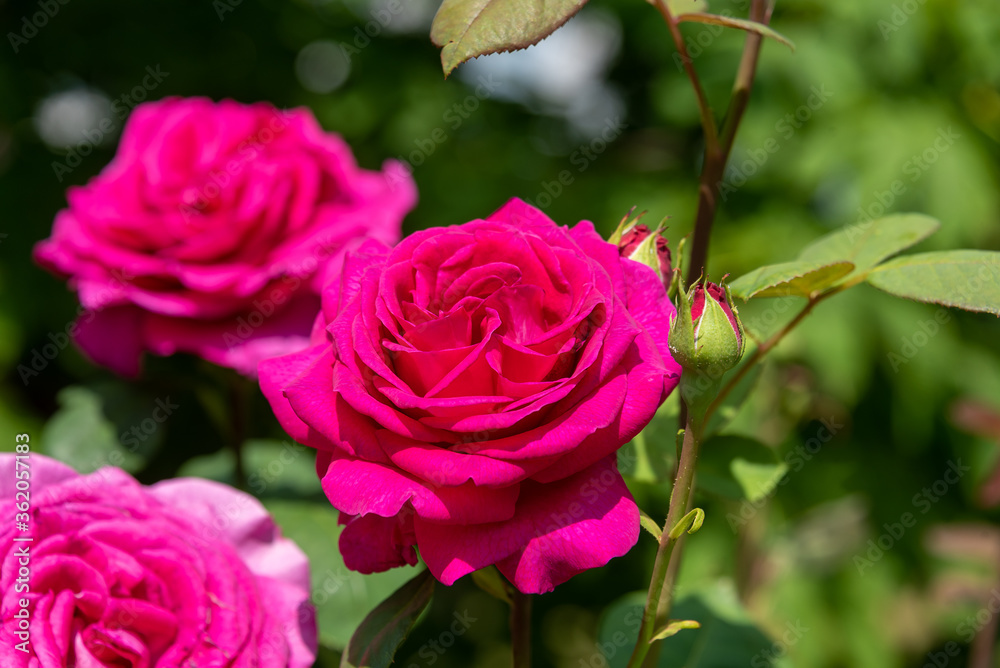 Soft focus. Blooming buds of decorative roses on a background of foliage of rose bushes. Soft focus. Blooming buds of decorative roses on a background of foliage of rose bushes.