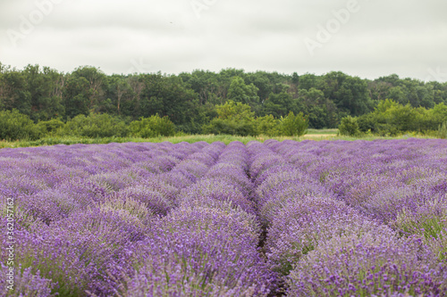 Blooming lavender and trees on the top of the hill