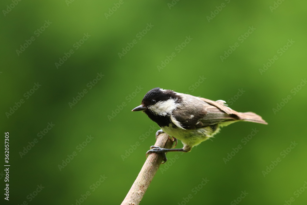 Little coal tit sit on a branch, on a blurry green background ... Little coal tit sit on a branch, on a blurry green background ...