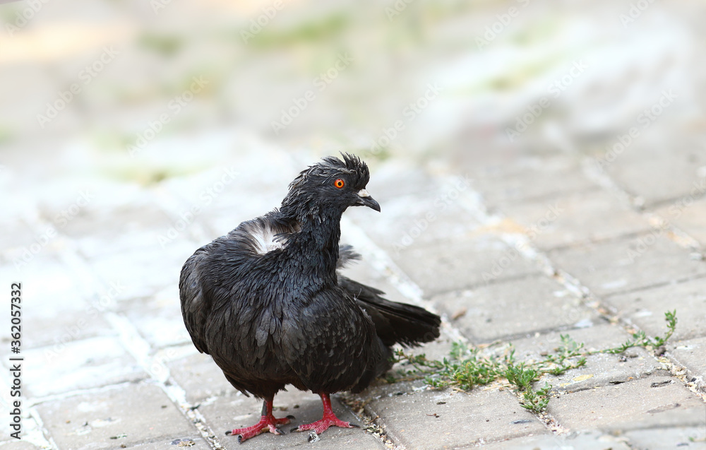 Dove stands on the sidewalk. He has very dirty feathers and he cannot clean them .. Dove stands on the sidewalk. He has very dirty feathers and he cannot clean them ..
