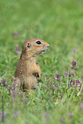 Cute European ground squirrel in a field of grass with purple flowers. Large vertical photo