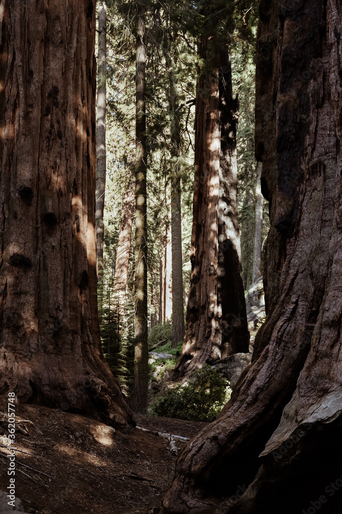 Sequoia National Park