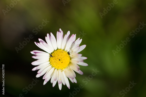 Macro Portrait of Wild White daisy flower blooming at spring close up. Wild Plants of Portugal. Endemic and endangered species from Europe.