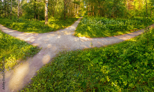 Pedestrian alleys cross in the park in the summer in sunny weather