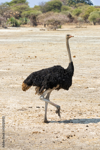 Male South African common ostrich (Struthio camelus) walking in the Mahango Game Reserve, Namibia photo