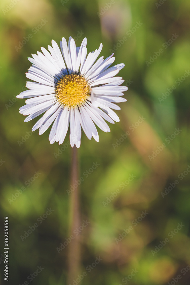 Obraz premium Macro Portrait of Wild White daisy flower blooming at spring close up. Wild Plants of Portugal. Endemic and endangered species from Europe.