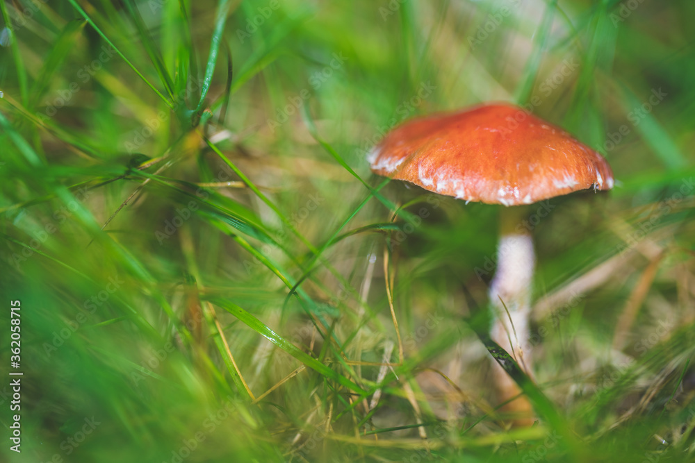 Macro Portrait of mushroom blooming at autumn close up. Wild Mushrooms of Portugal. Endemic and endangered species from Europe. Macro Portrait of mushroom blooming at autumn close up. Wild Mushrooms of Portugal. Endemic and endangered species from Europe.