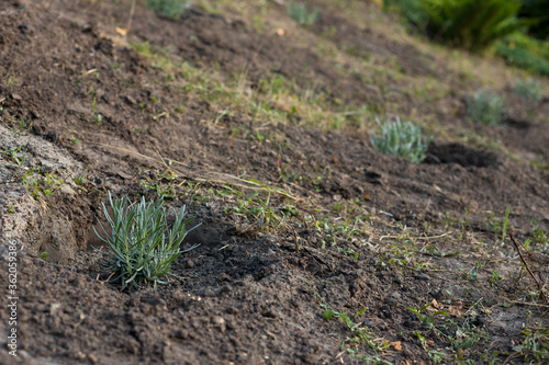  Planting lavender for garden decor with a woman in gloves. Lavender seedling in a pot from a plant nursery