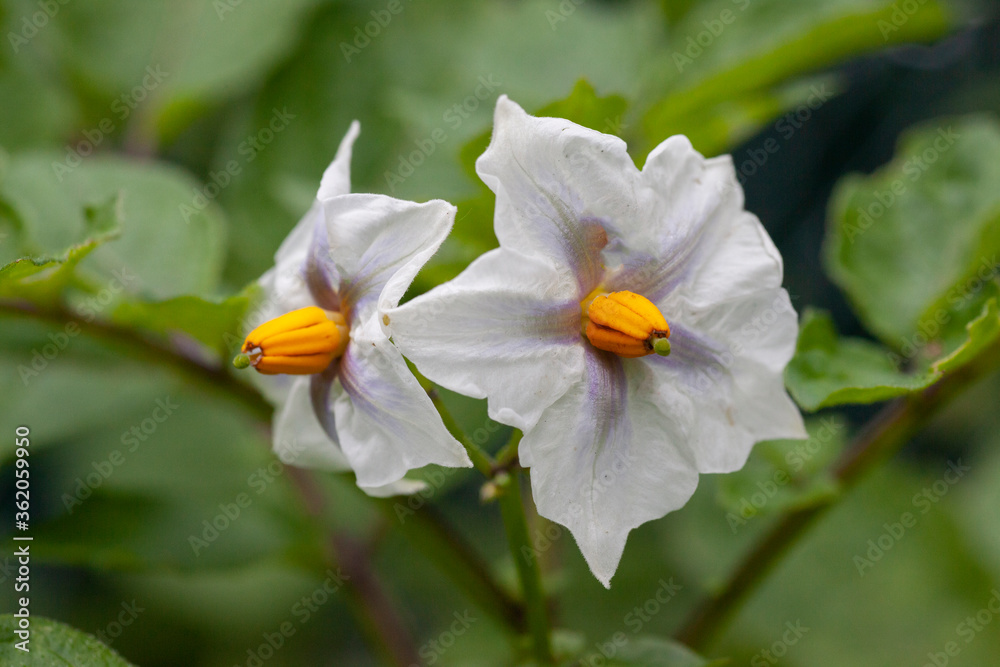 Obraz premium potato flowers