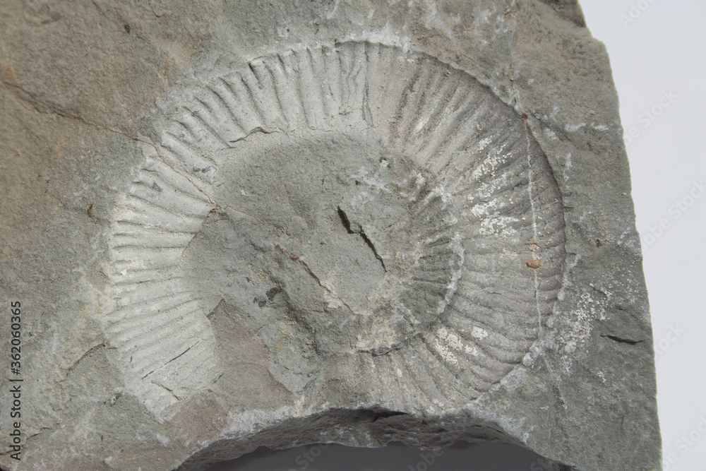 Close up of imprint of the ancient Sea shell fossil on rock stone for science