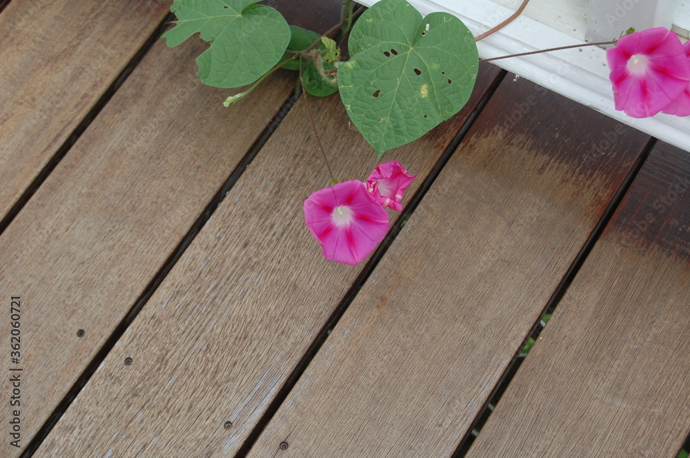 Pink morning Glories Pink morning Glories