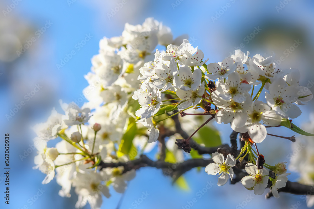 Close up shot of spring blossom

