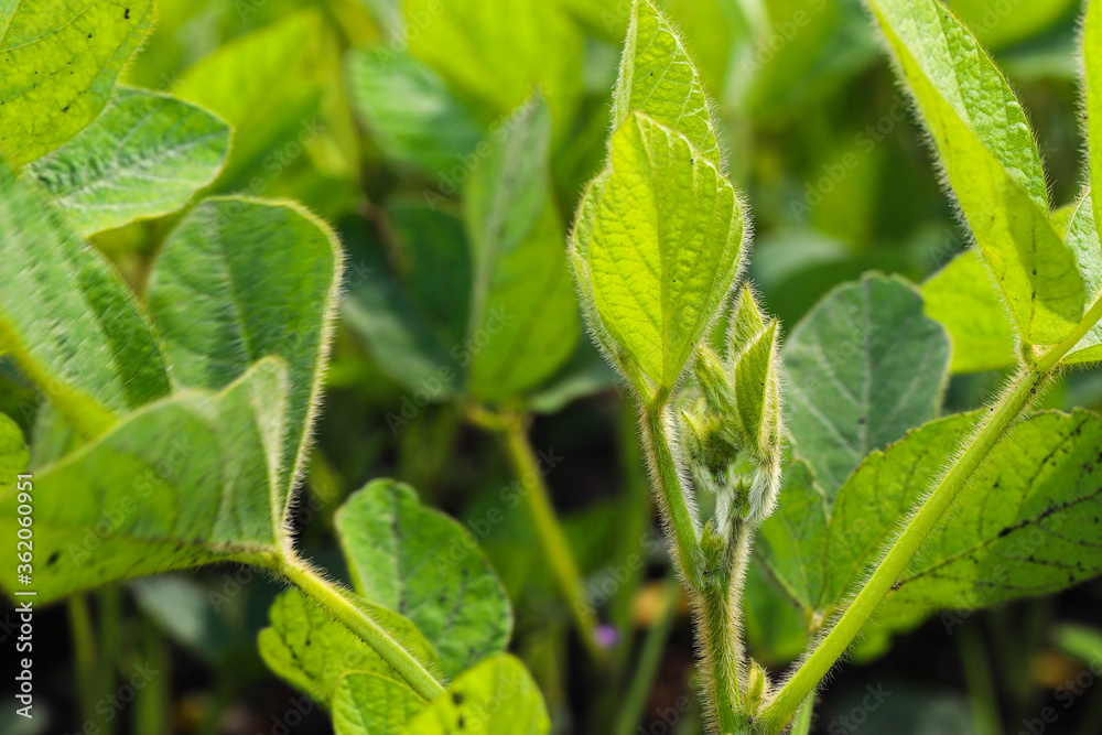 Young, still green soybean plantation, close up. Soybean plant. Soybean pods. Soybean field. Sunny summer day. Agriculture, the concept of a good harvest. Young, still green soybean plantation, close up. Soybean plant. Soybean pods. Soybean field. Sunny summer day. Agriculture, the concept of a good harvest.