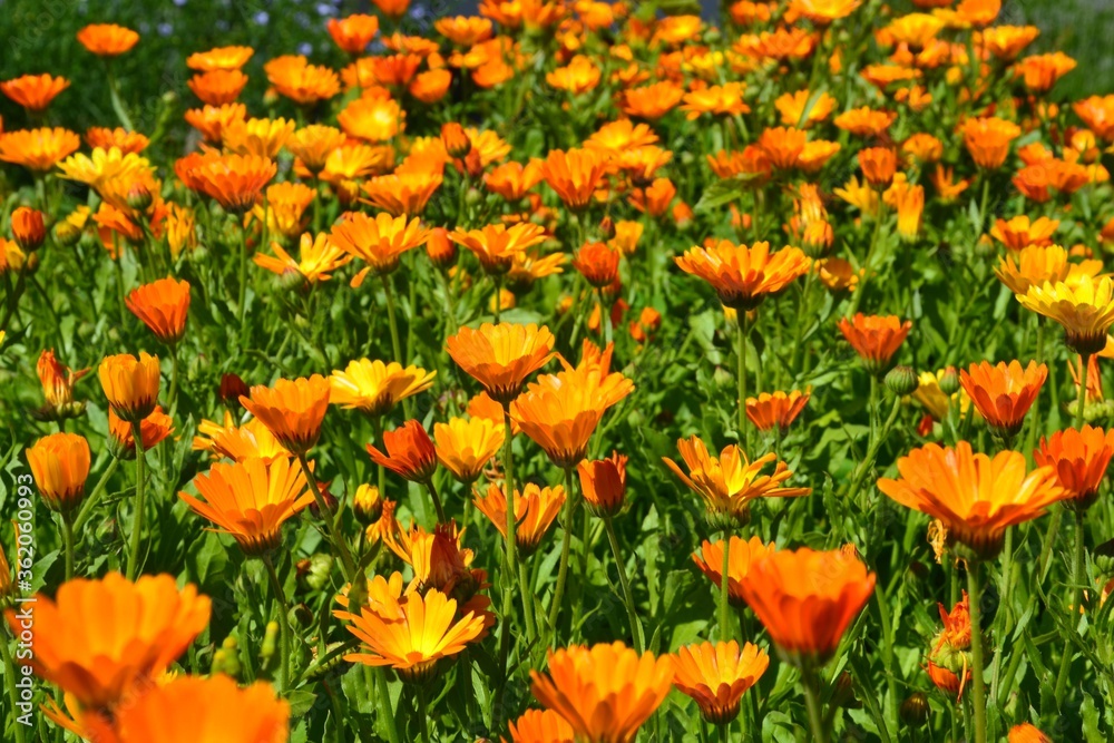 Garten-Ringelblume - Calendula officinalis (Asteraceae) in Blumenwiese - Blütenmeer - Blumenbeet
