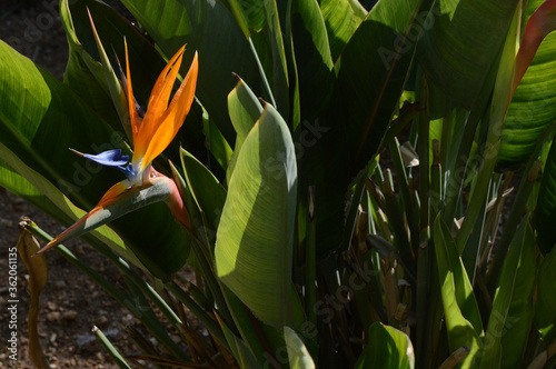 Strelitzia flower