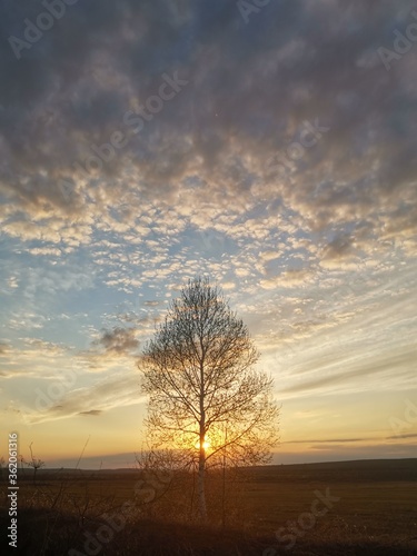 silhouette of a lonely birch tree in a field against the backdrop of sunset and clouds
