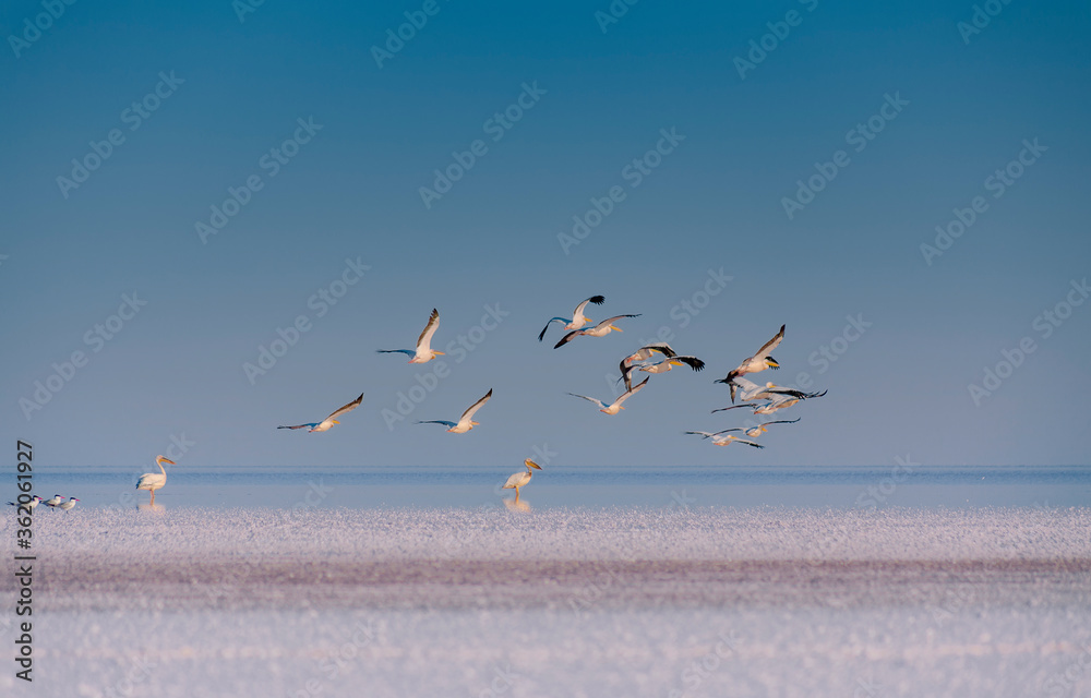 Pelicans fly over the salty lake
