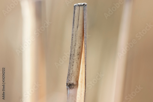 Close up shot of cut reed grass photo