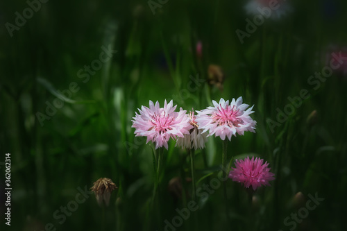 Pink wild flowers in the meadow
