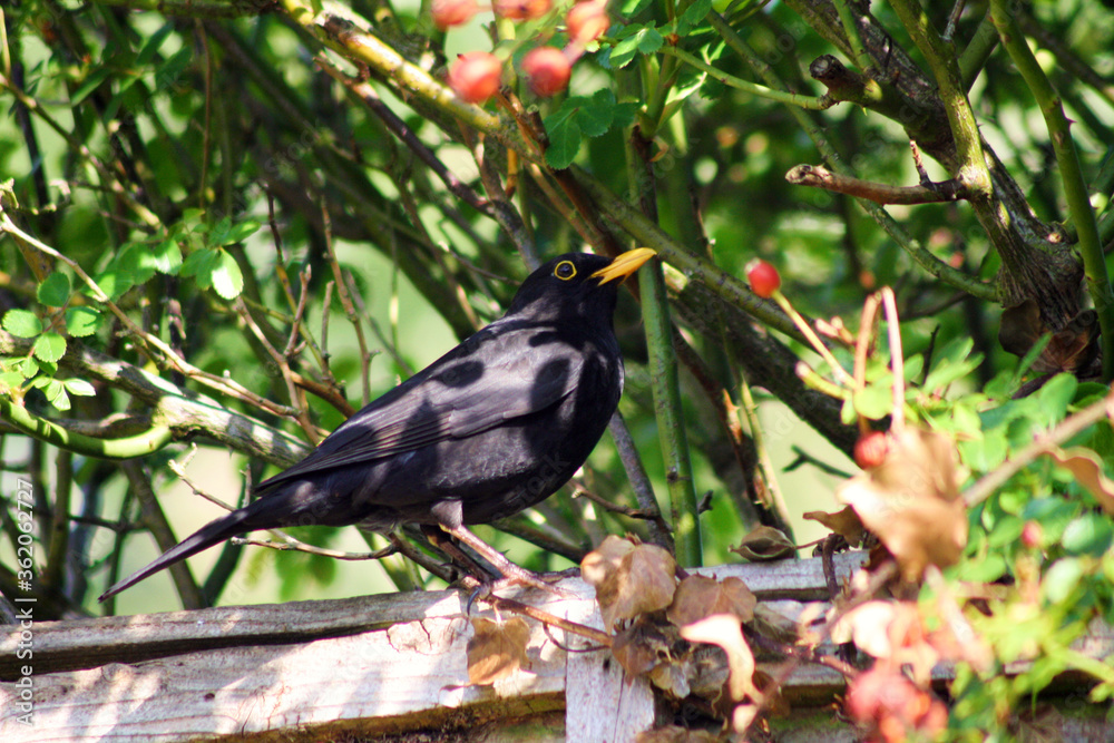 Fototapeta premium Blackbird on a fence