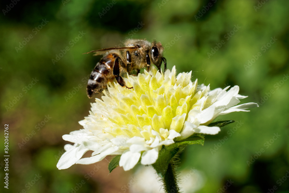 A bee sits on a yellow-white flower in the forest. A bee sits on a yellow-white flower in the forest.